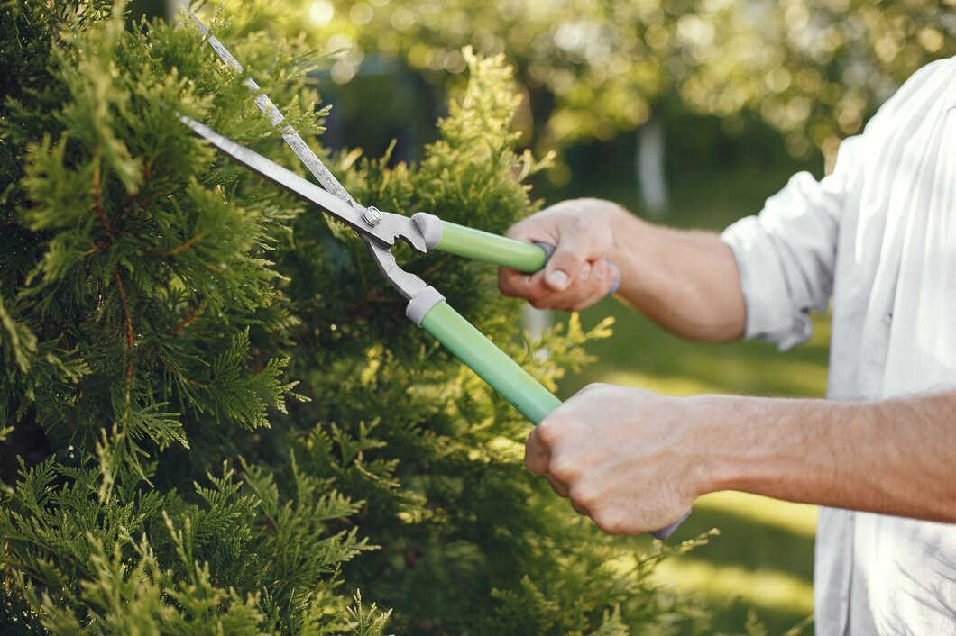 Jak prawidłowo pielęgnować drzewa w swoim ogrodzie: poradnik dla początkujących